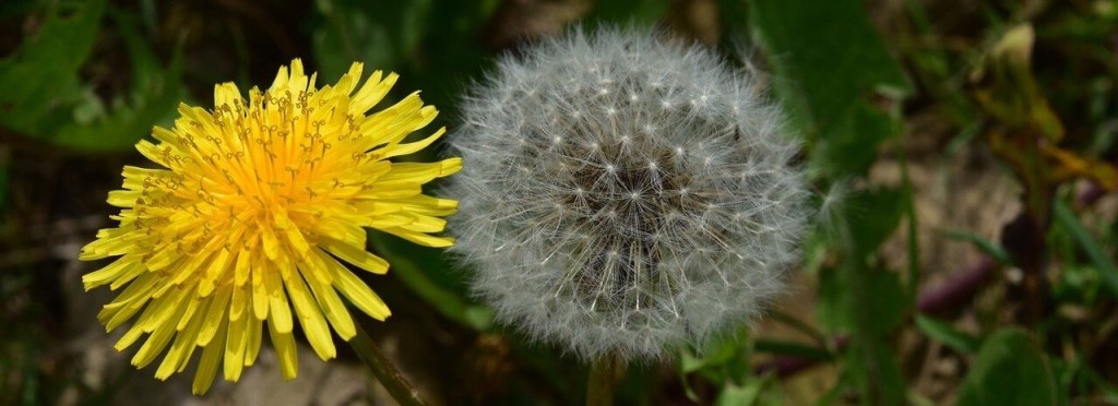 Common Dandelion